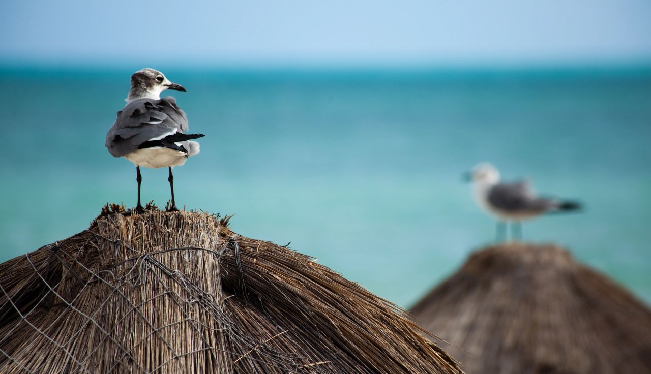 Seagulls perched on thatched umbrellas by the sea